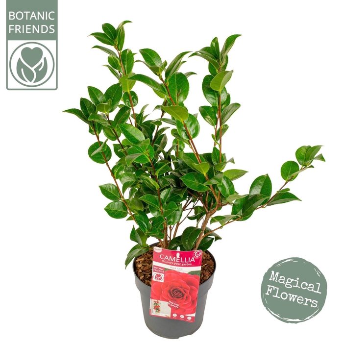 <h4>Camellia japonica</h4>