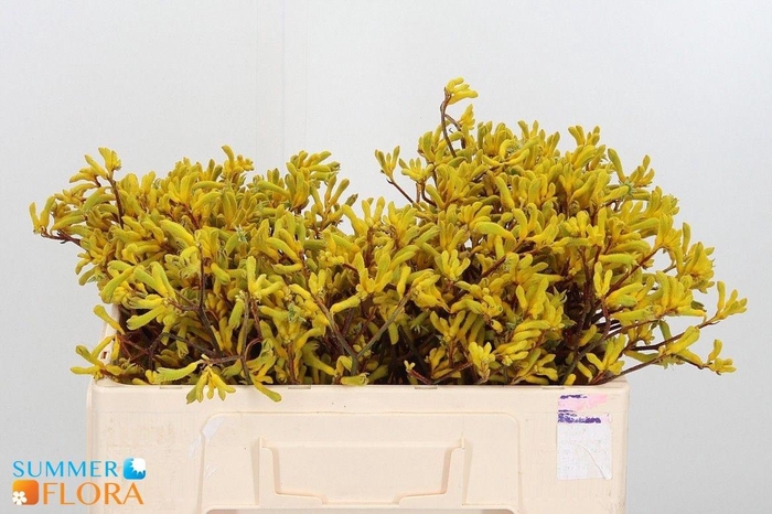 <h4>ANIGOZ YELLOW GEM</h4>