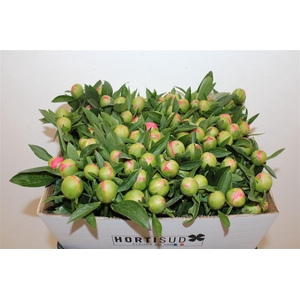 Paeo L Pink Hawaiian Coral