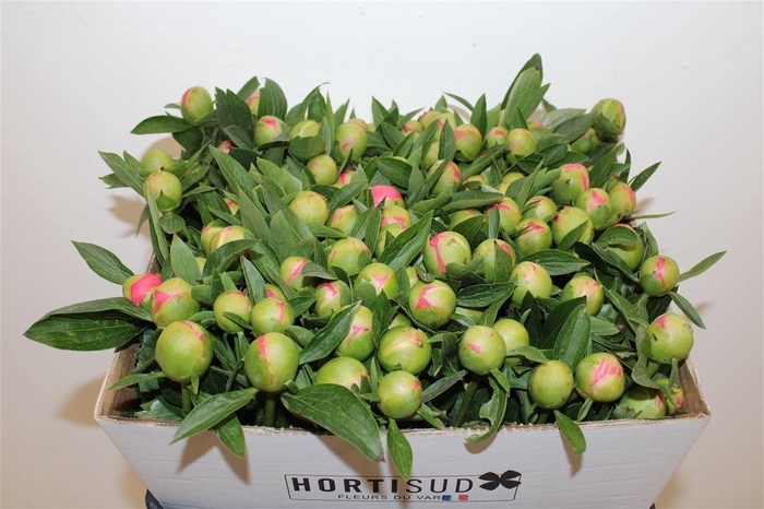 <h4>Paeo L Pink Hawaiian Coral</h4>