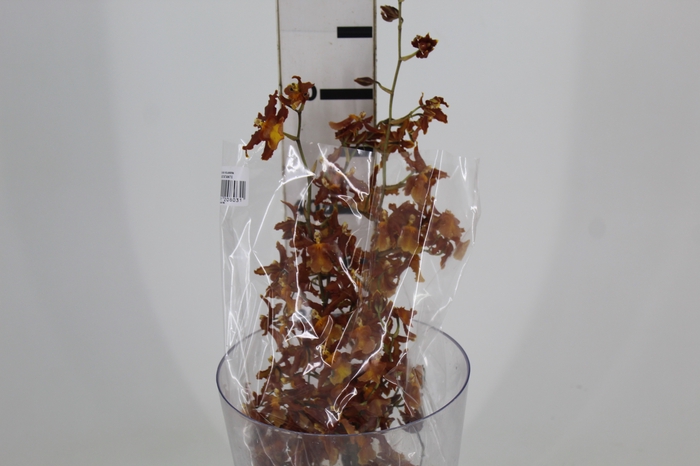 <h4>ORQUIDEA ODONTOCIDIUM CATATANTE</h4>