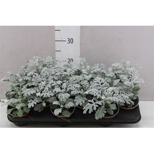 Senecio Cineraria