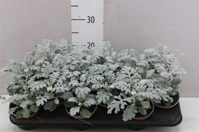 <h4>Senecio Cineraria</h4>