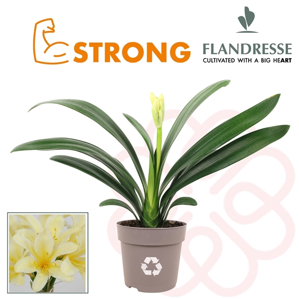 <h4>Clivia Flandresse® Strong! Yellow Star P13</h4>