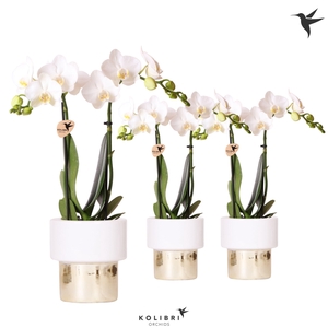 Kolibri Orchids Phalaenopsis white 2 spike in Lush pot
