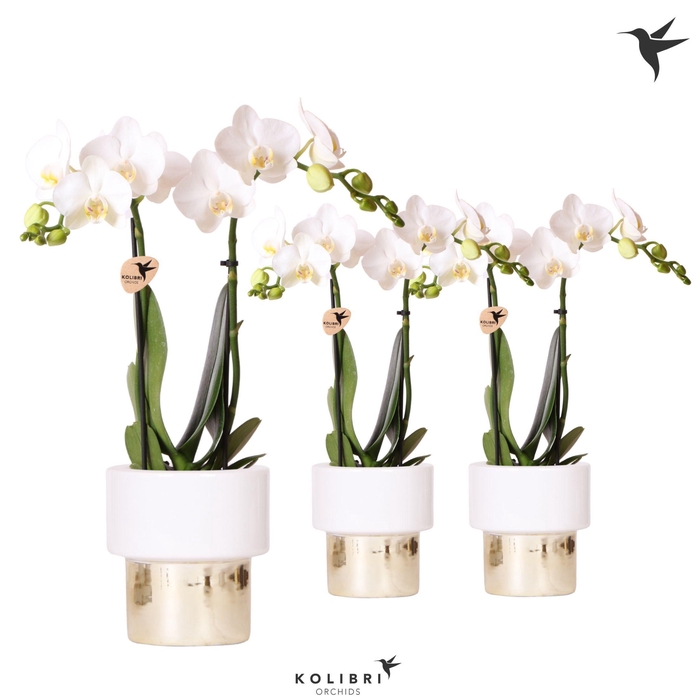 <h4>Kolibri Orchids Phalaenopsis white 2 spike in Lush pot</h4>