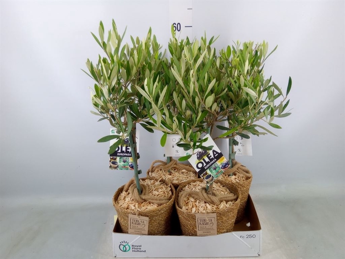 <h4>Arr.   Tuinplanten H%</h4>