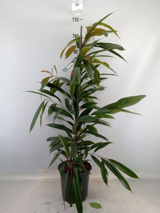 <h4>Ficus binn. 'Amstel King'</h4>