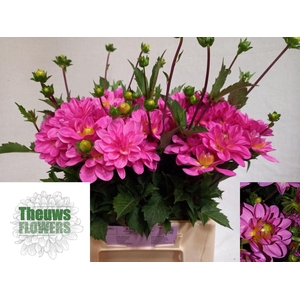 DAHLIA ONESTA DAHL ONESTA