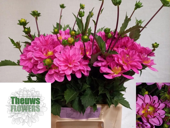 <h4>DAHLIA ONESTA DAHL ONESTA</h4>