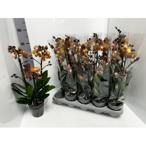 Phalaenopsis MF BO Colours Monaco 12Ø 45cm 2st 17f