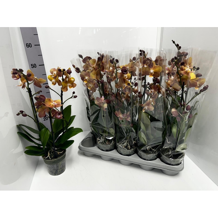 <h4>Phalaenopsis MF BO Colours Monaco 12Ø 45cm 2st 17f</h4>