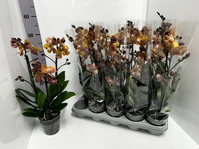 Phalaenopsis MF BO Colours Monaco 12Ø 45cm 2st 17f
