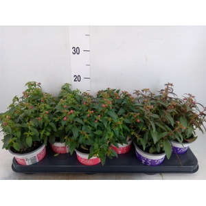 Fuchsia  'Bella Fuchsia'  ..mix