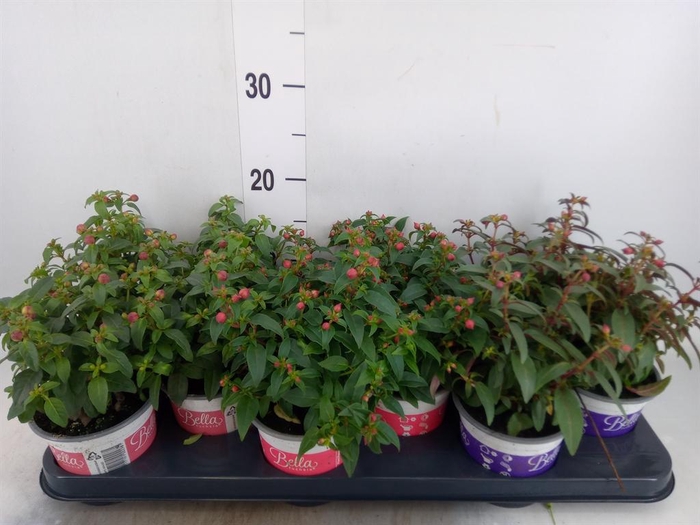 <h4>Fuchsia  'Bella Fuchsia'  ..mix</h4>
