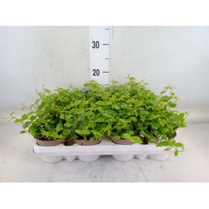 Ficus pumila 'White Sunny'