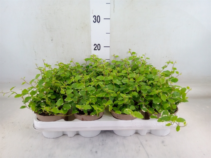 <h4>Ficus pumila 'White Sunny'</h4>