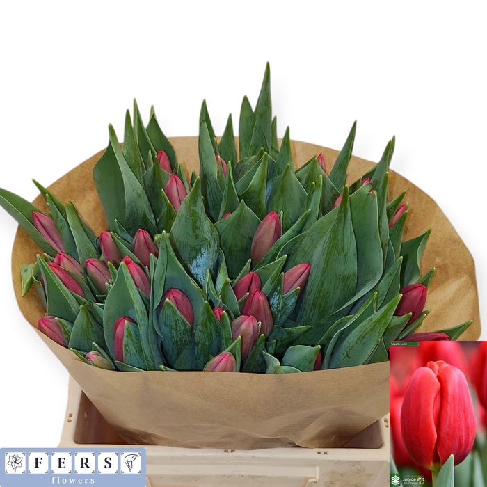 <h4>TU EN SURRENDER</h4>