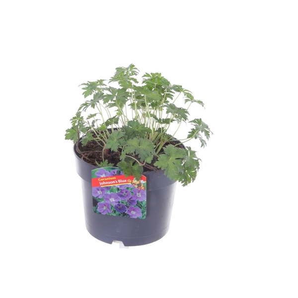 <h4>Geranium Johnsons Blue</h4>