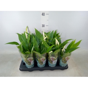 Spathiphyllum  'Pearl Cupido'