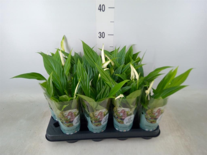 <h4>Spathiphyllum  'Pearl Cupido'</h4>