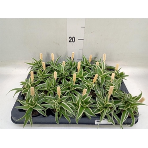 Chlorophytum com. 'Ocean'