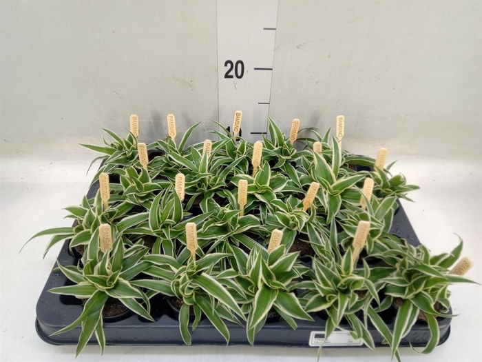 <h4>Chlorophytum com. 'Ocean'</h4>