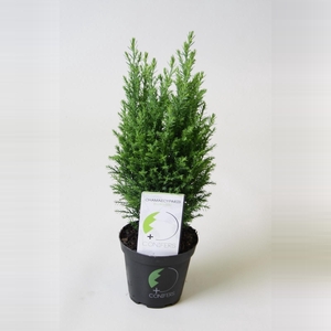 Chamaecyparis lawsoniana 'Ellwoodii' P9