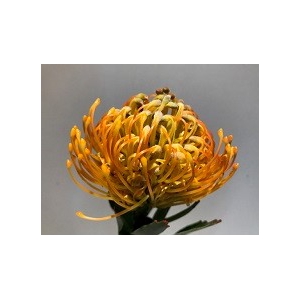 Leucospermum Soleil