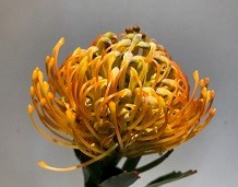 <h4>Leucospermum Soleil</h4>