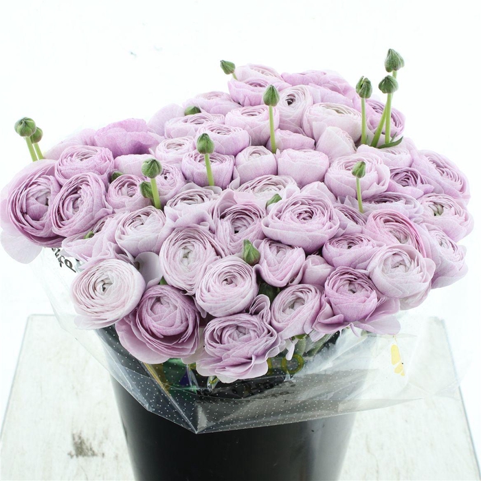 <h4>Ran Su Sr Nebbia Extra</h4>