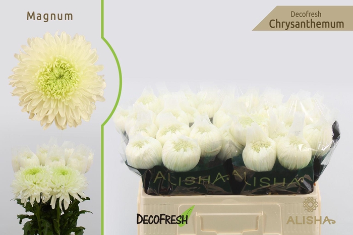 <h4>CHR G Magnum</h4>