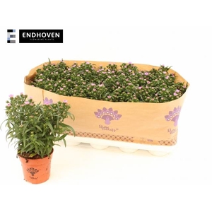 ASTER LAVENDEL