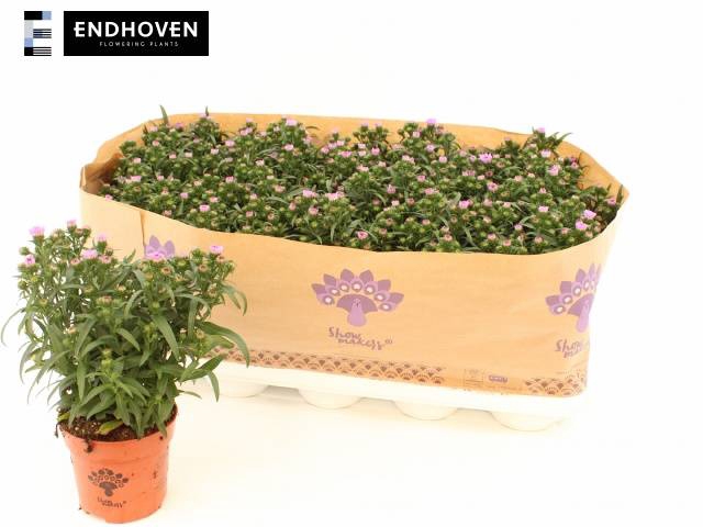 <h4>ASTER LAVENDEL</h4>