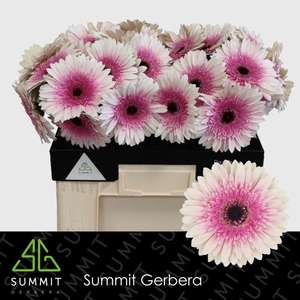 Gerbera Lisandra Water