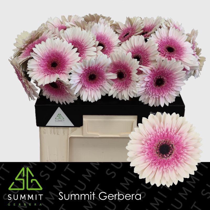 <h4>Gerbera Lisandra Water</h4>