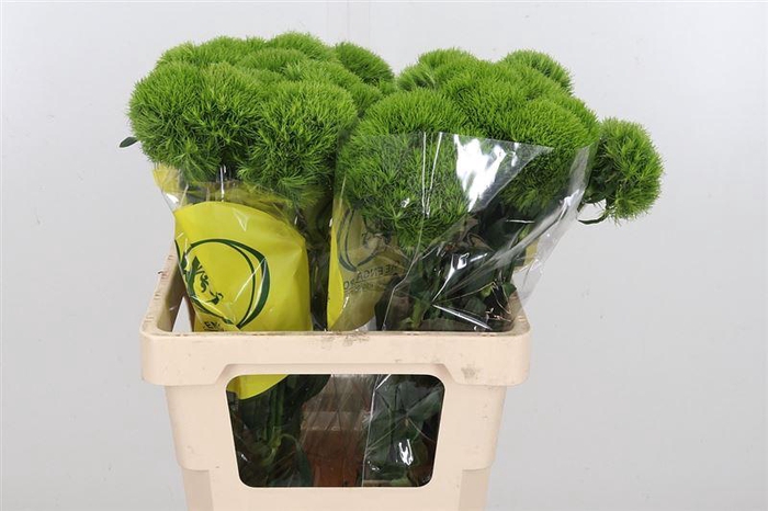 <h4>Di Barb Kiwi Mellow</h4>