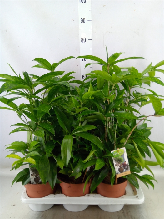 <h4>Dracaena surculosa</h4>