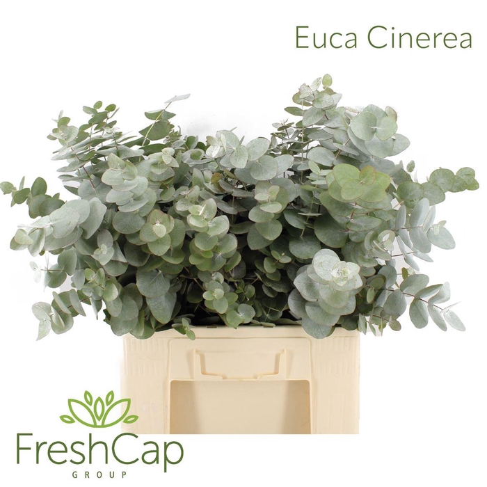 <h4>Eucalyptus Cinerea</h4>