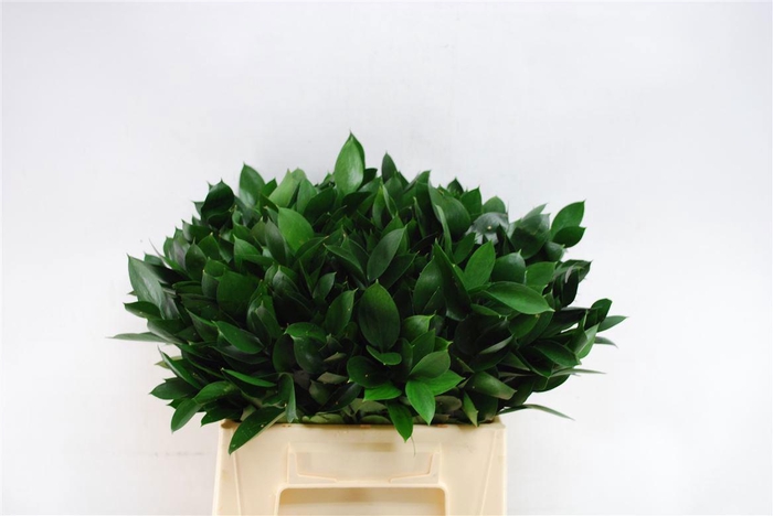 <h4>RUSCUS HYPOPHYLLUM</h4>