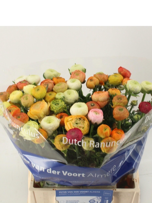 <h4>RAN GEM IN BOS</h4>