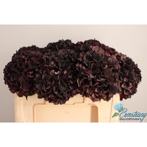 HYDR M MAG D RUBY CL