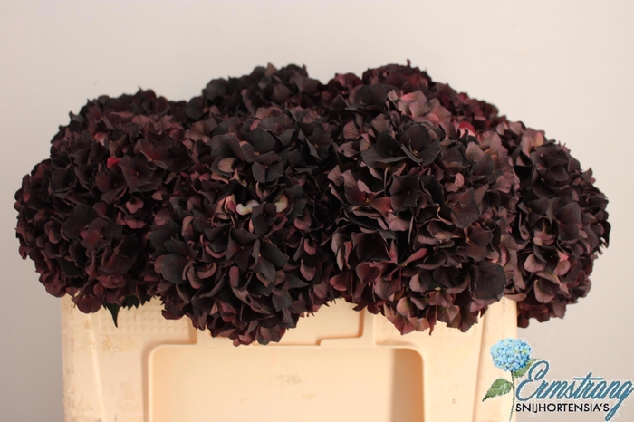 <h4>HYDR M MAG D RUBY CL</h4>