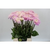 Dahlia Sweet Love