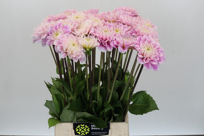 <h4>Dahlia Sweet Love</h4>