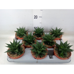 Haworthia limifolia