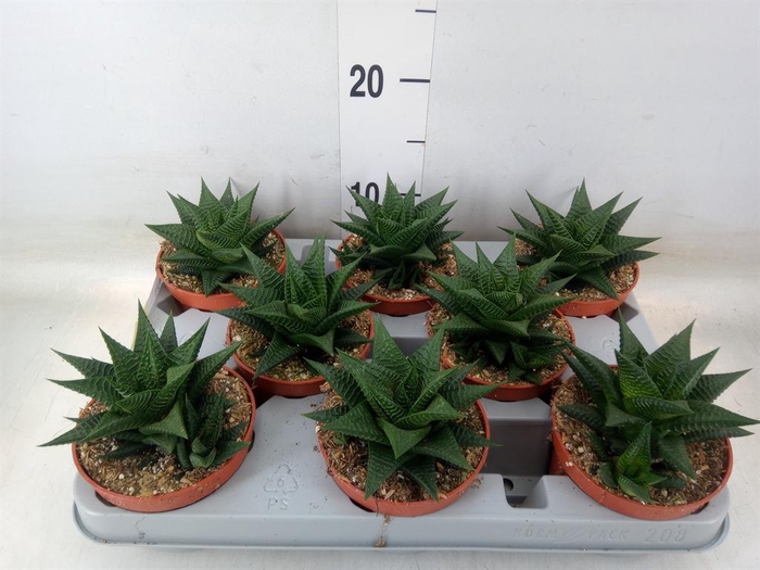 <h4>Haworthia limifolia</h4>