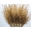 Calamagrostis Brachy Antiek