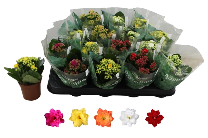 <h4>KAL GE RO GEM 5 KL</h4>