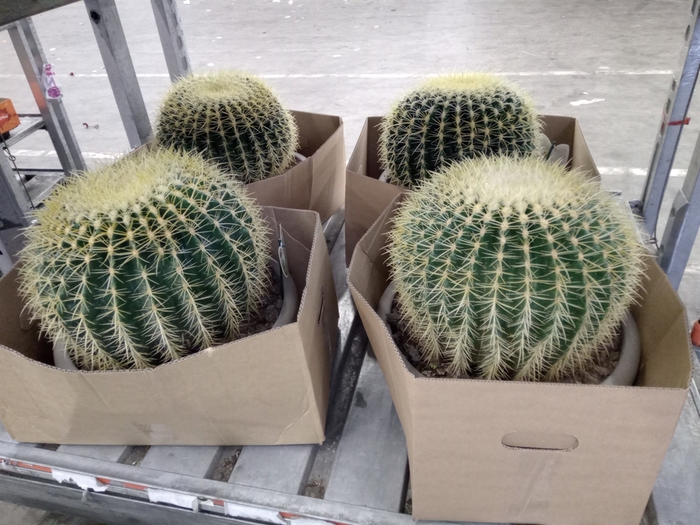 <h4>Echinocactus grusonii</h4>